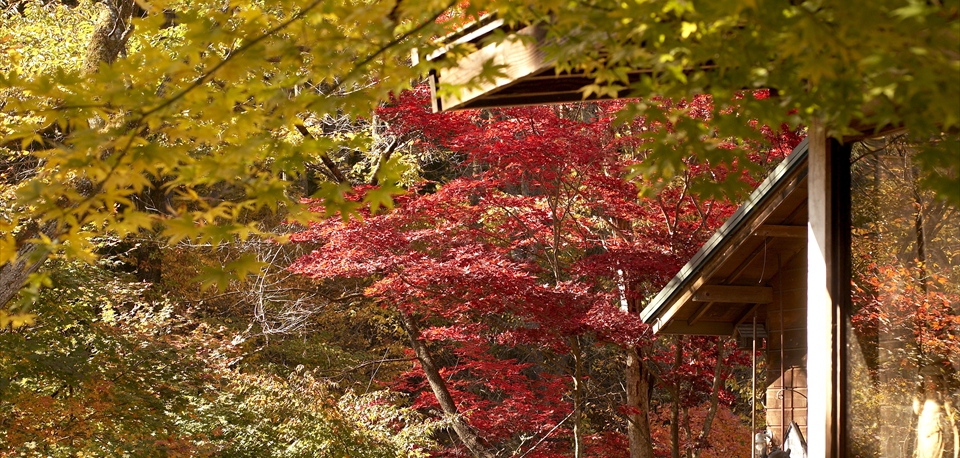 autumn_08