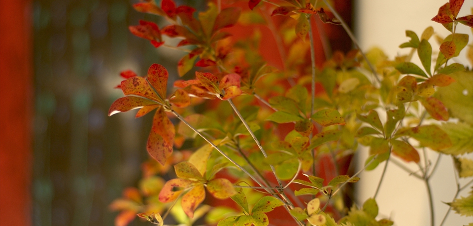 autumn_10
