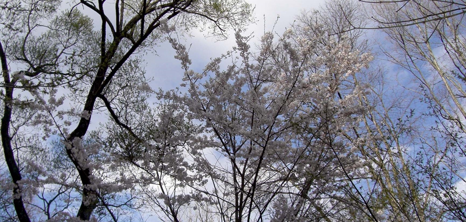 spring_03